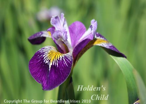 Holden's Child